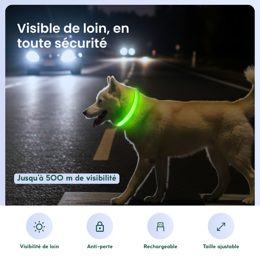 Chien visible de nuit grâce à un collier LED lumineux vert