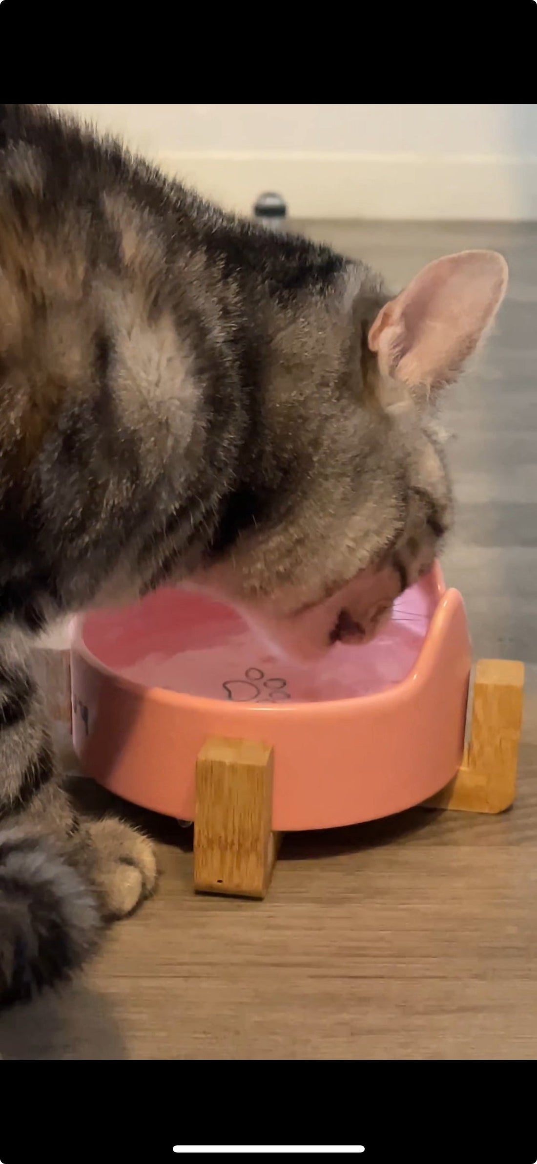 Comment faire boire son chat ? 9 astuces simples pour l’aider à s’hydrater