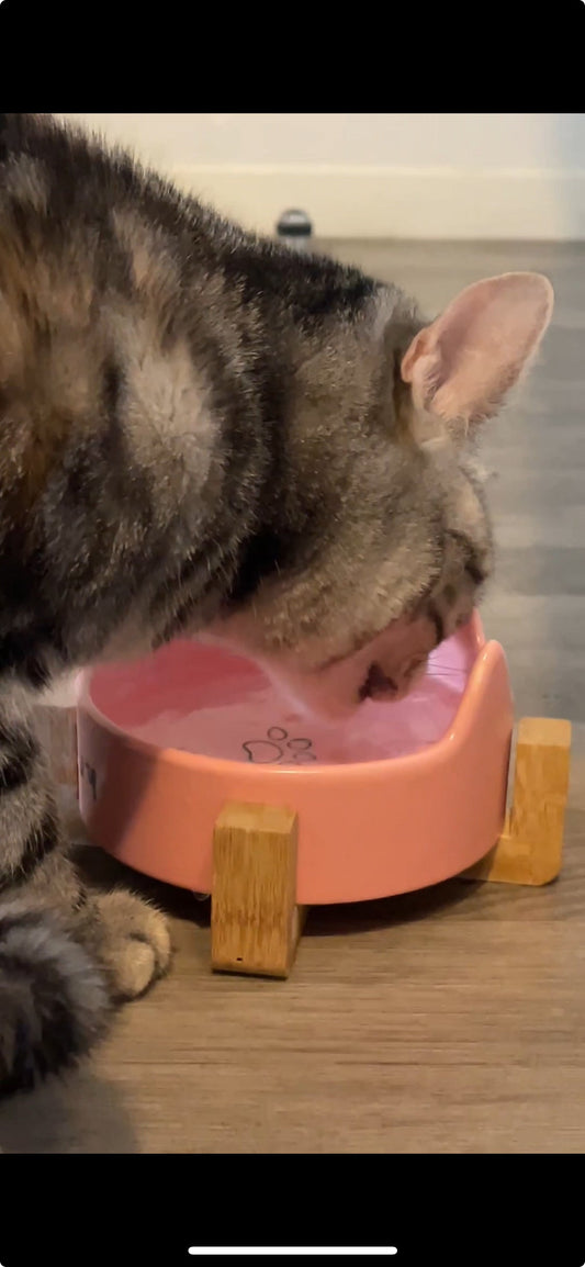 Comment faire boire son chat ? 9 astuces simples pour l’aider à s’hydrater