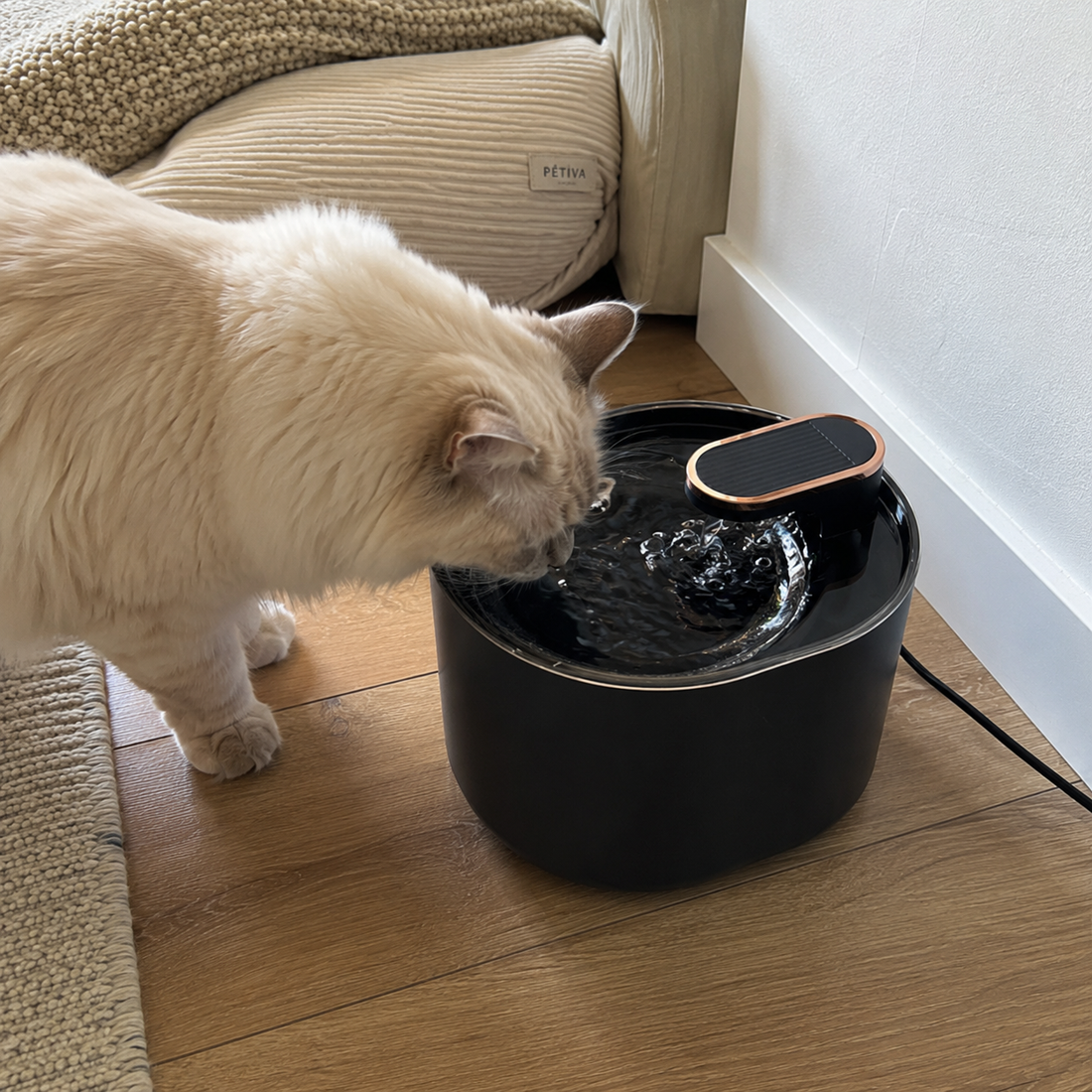 Comment faire boire plus d’eau à son chat ? 8 astuces simples