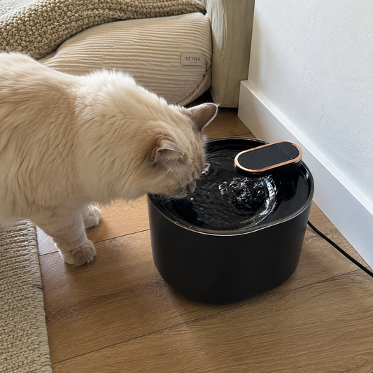 Comment faire boire plus d’eau à son chat ? 8 astuces simples