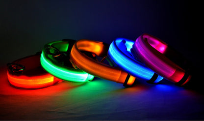 Collier LED lumineux pour chien