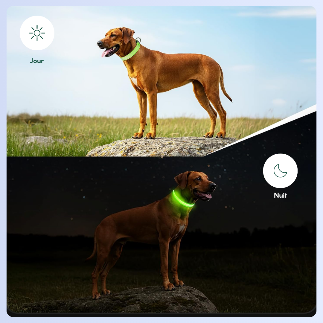 Comparaison de la visibilité d’un chien avec un collier LED le jour et la nuit
