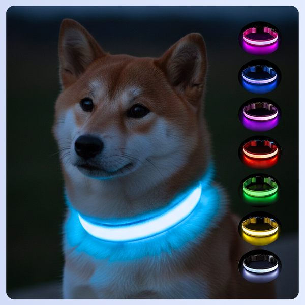 Chien portant un collier LED lumineux bleu