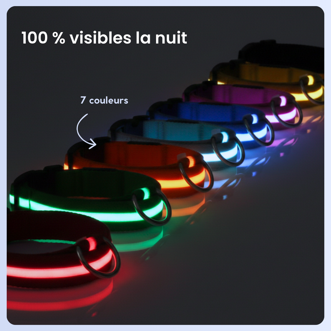 Colliers LED lumineux pour chien disponibles en plusieurs couleurs